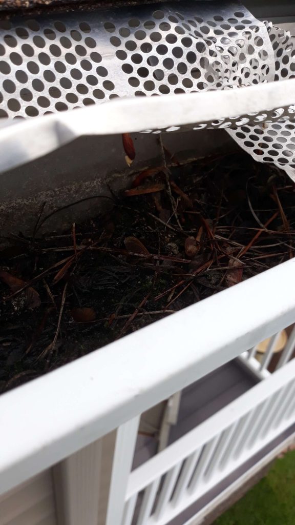 A close-up view of a house gutter filled with debris, pine needles, and a partially detached gutter guard.