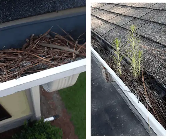 Left: Gutter filled with pine needles. Right: Small plants growing from debris in a roof gutter.