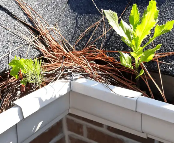 Leaves and weeds growing in a house gutter filled with pine needles beneath an asphalt shingle roof.