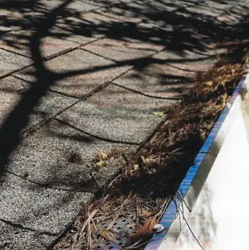 A sidewalk with dry leaves and pine needles along the edge, partially covered by the shadow of a tree.