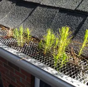 Green weeds growing through a metal mesh guard on a house gutter beneath a shingled roof.